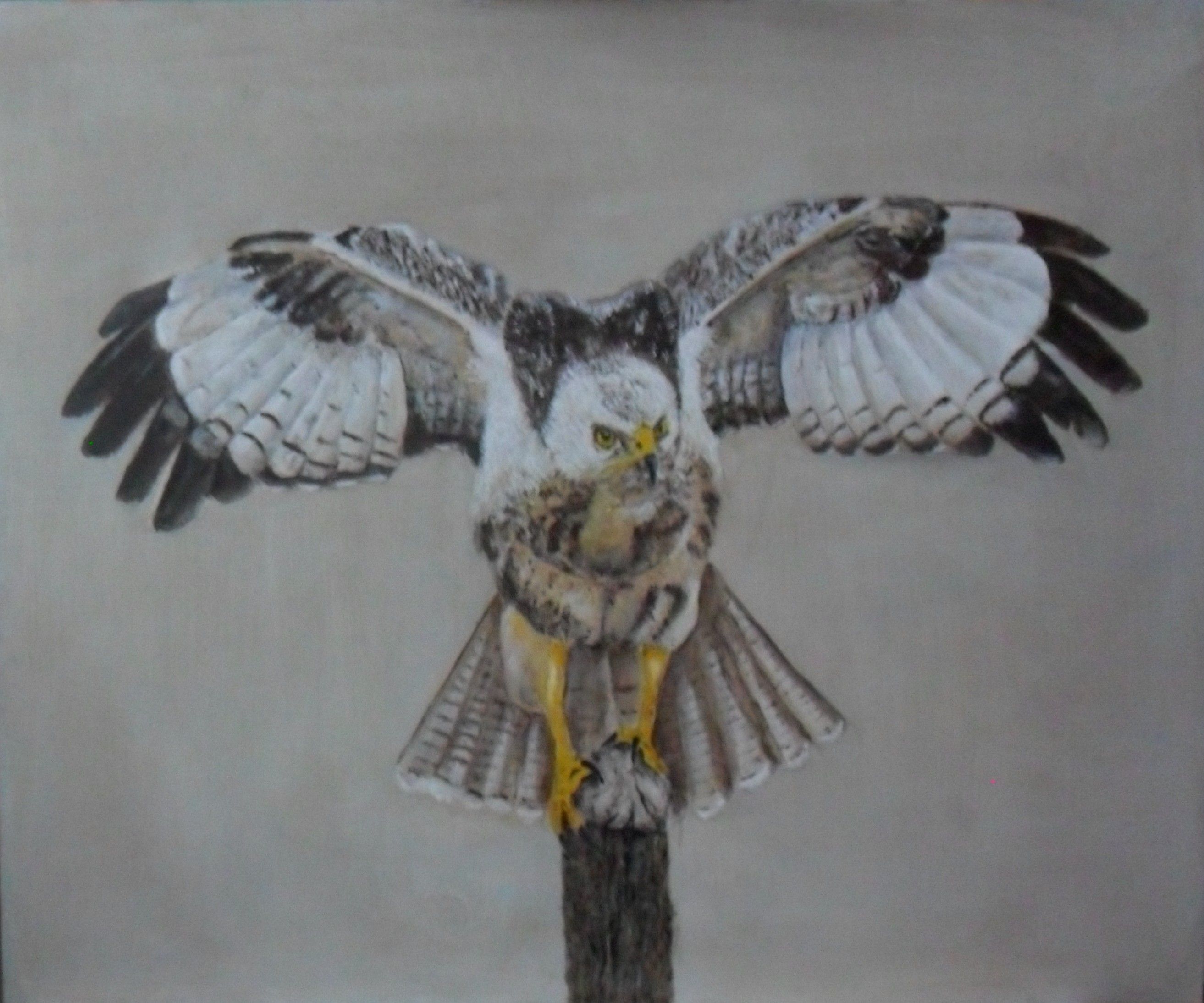 buizerd